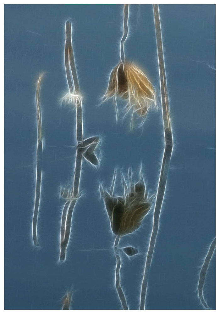 DSC_0019残魔  X.jpg
