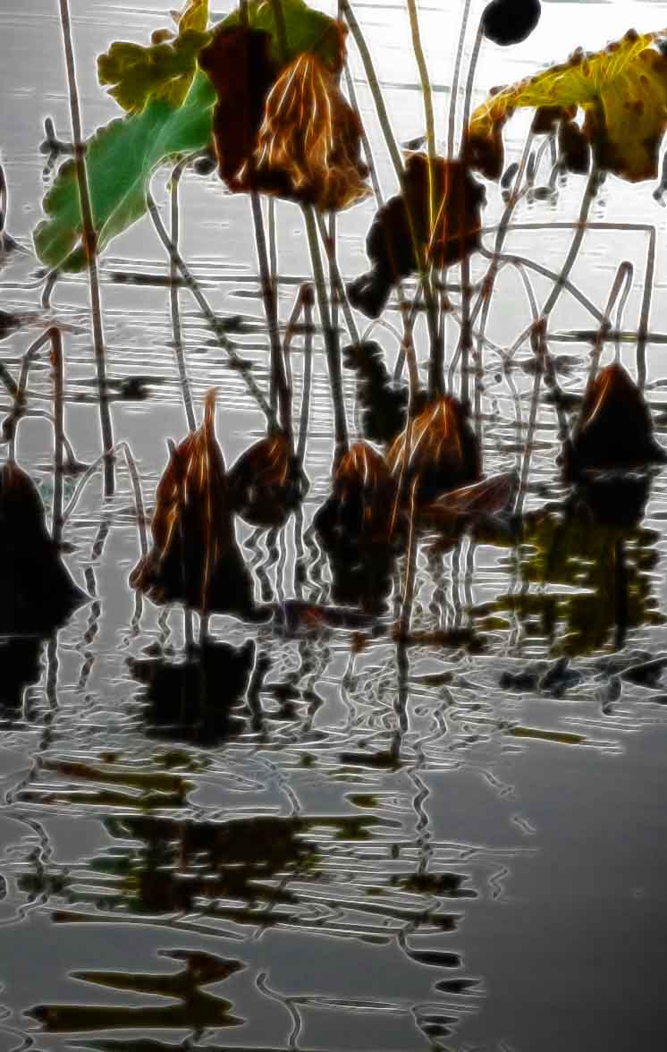 DSC_0037月光 X-1.jpg