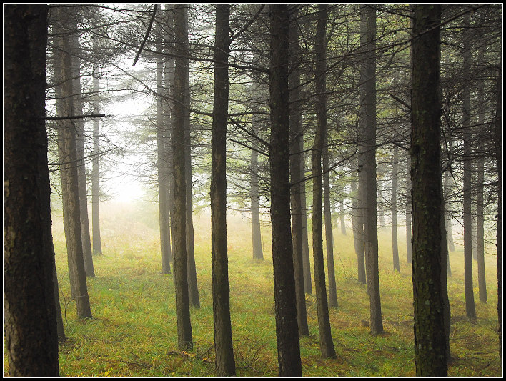 [原创]松树的风格