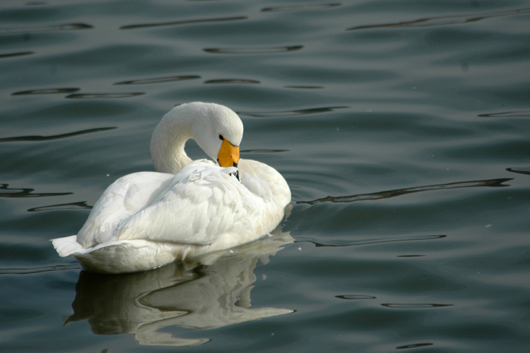 天鹅---顾影自怜